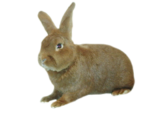 Kaninchen Kaninchen