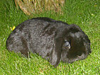 Zwergwidder (ZwW), schwarz Zwergwidder (ZwW), schwarz